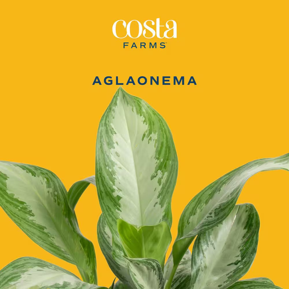 Aglaonema Creta Indoor Plant in 6 In. Grower Pot, Avg. Shipping Height 1-2 Ft. Tall