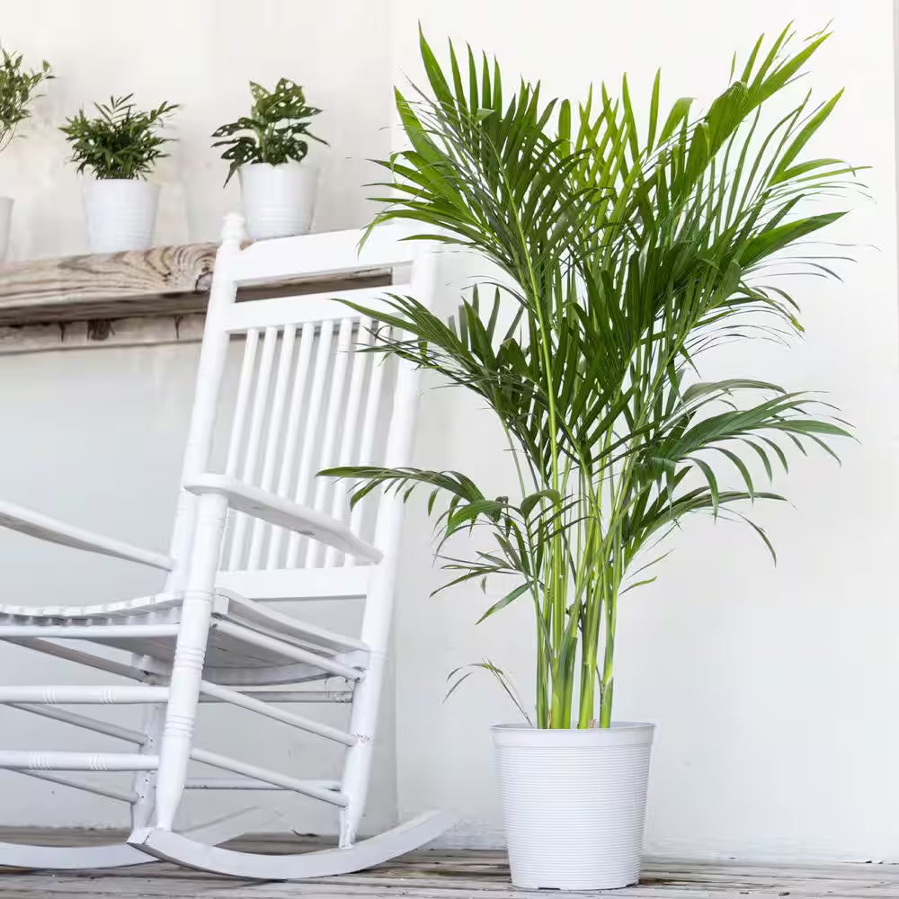 Cat Palm Chamaedorea Cataractarum Plant in 9.25 Inch Grower Pot