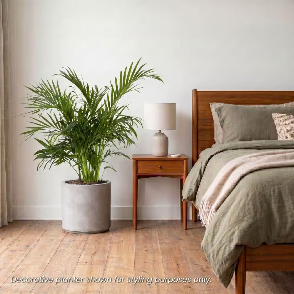 Cat Palm Chamaedorea Cataractarum Plant in 9.25 Inch Grower Pot