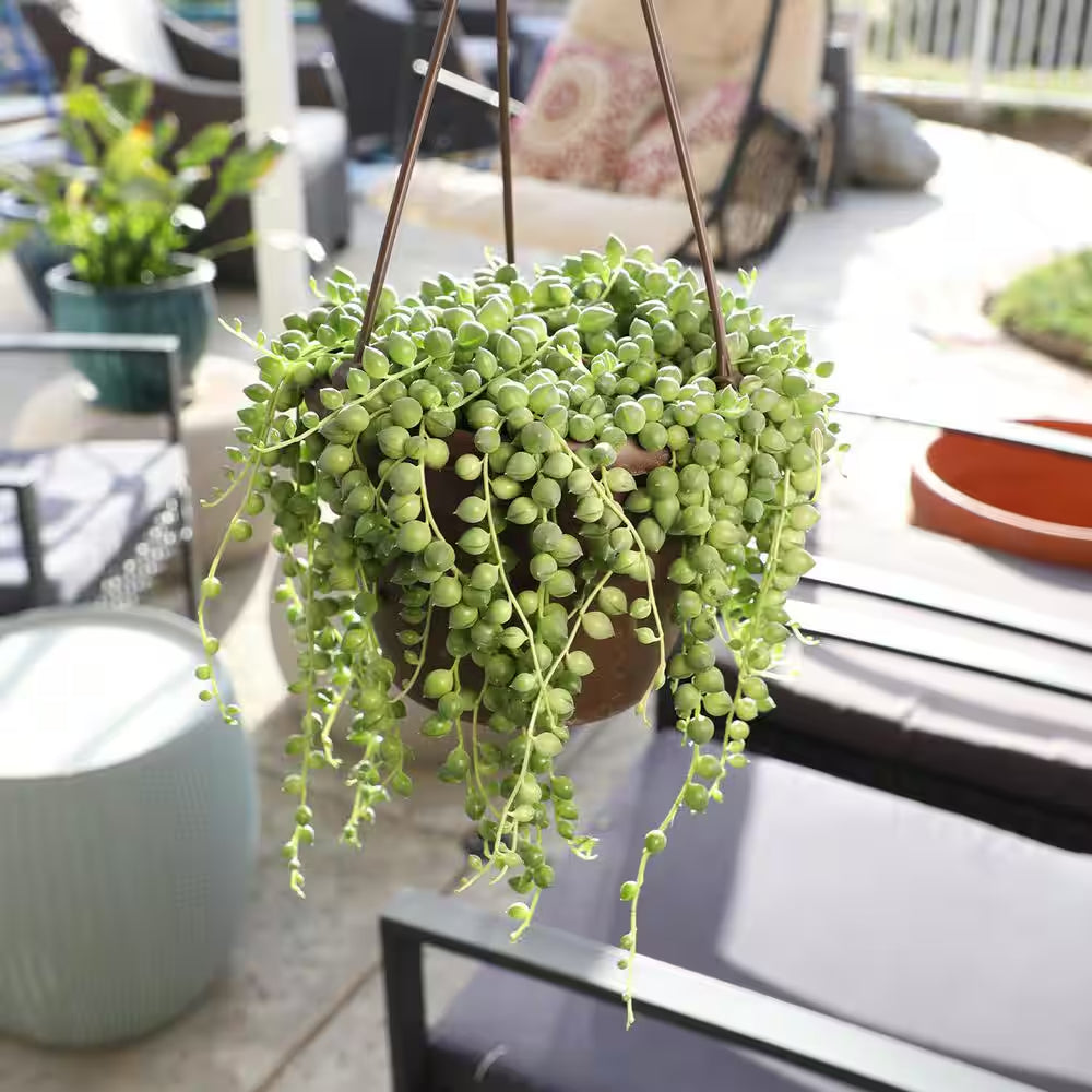 6 In. Assorted String of Pearls Hanging Basket Plant