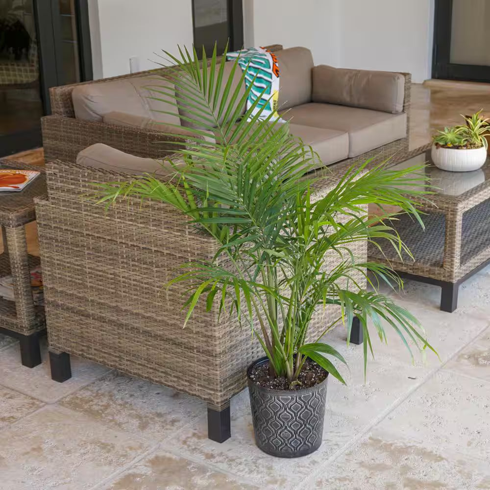 Cat Palm Chamaedorea Cataractarum Plant in 9.25 Inch Grower Pot