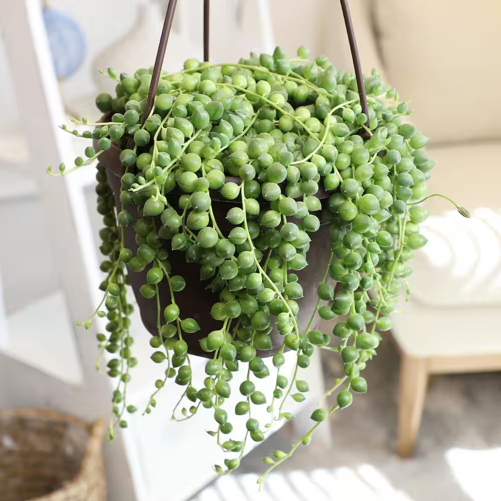 6 In. Assorted String of Pearls Hanging Basket Plant