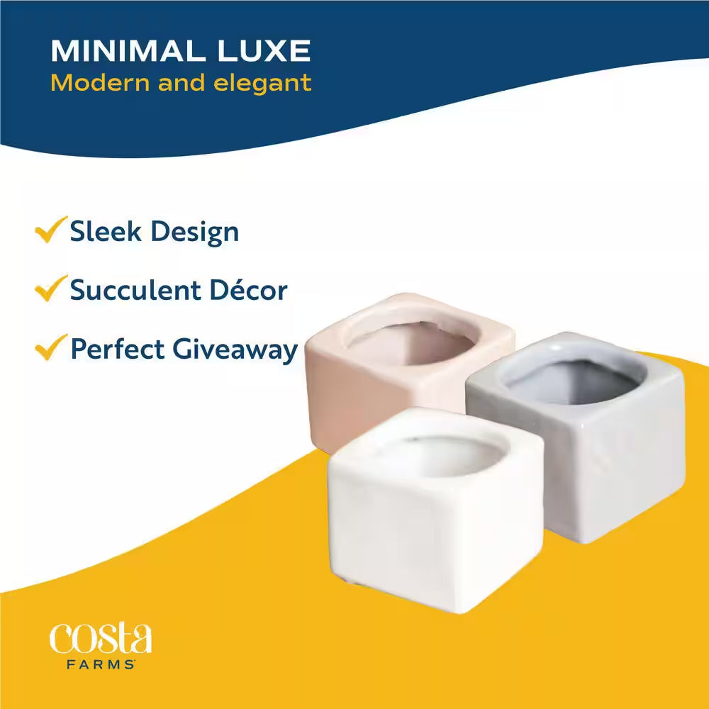 Mini Indoor Succulent Plants in 2 In. Mini Cube Ceramic Pots, Avg. Shipping Height 2 In. Tall (3-Pack)