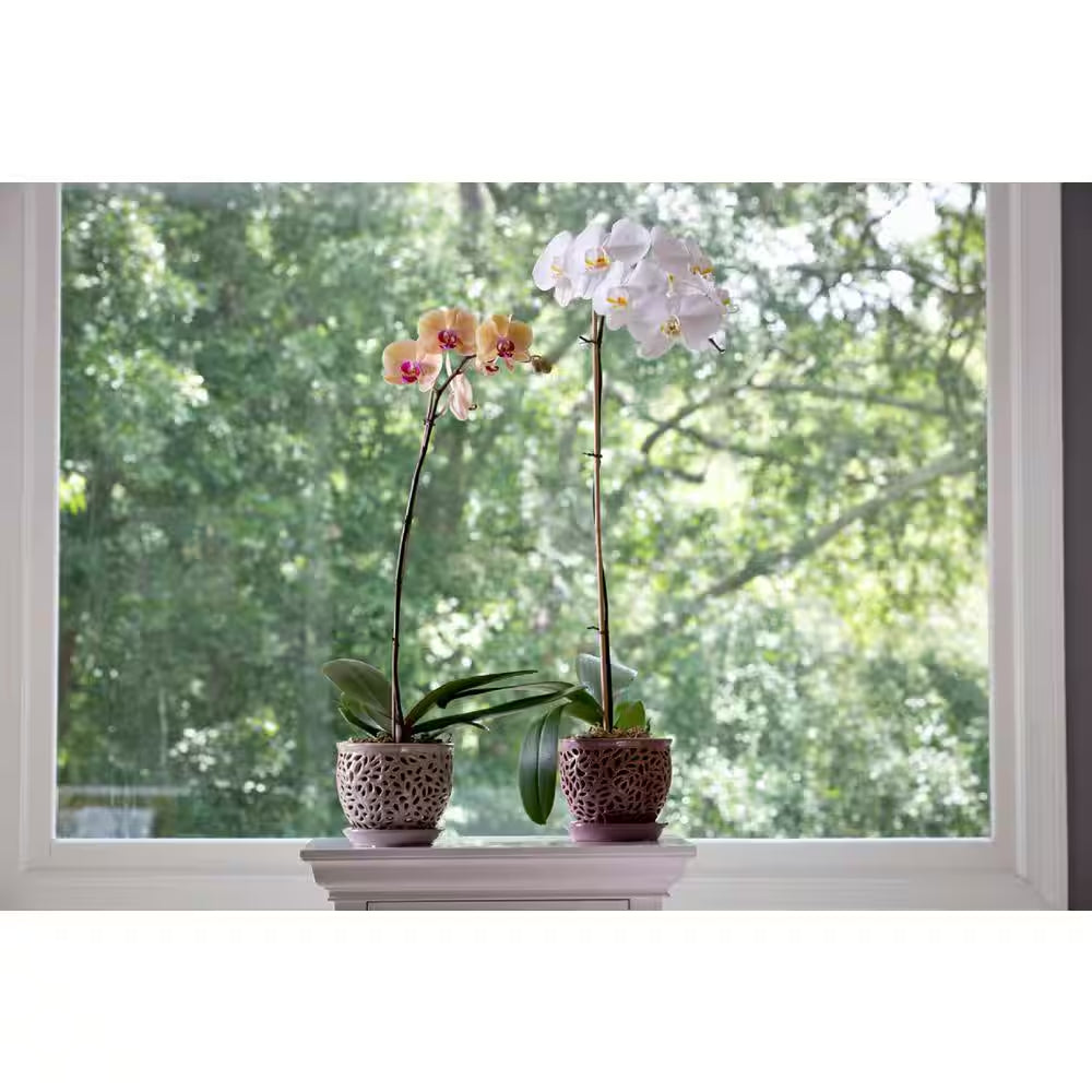 5.5 In. Dallas Small Gray Lacey Orchid Ceramic Planter (5.5 In. D X 5 In. H) with Drainage Hole and Attached Saucer