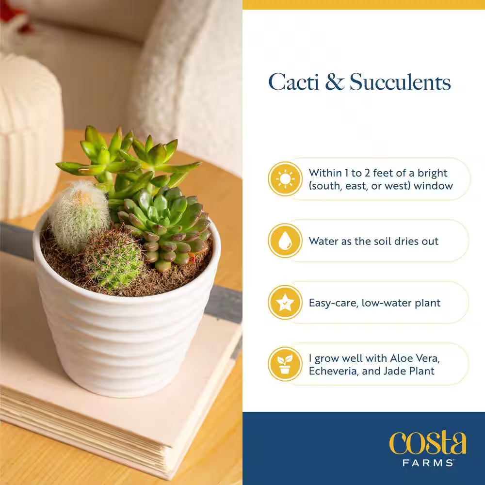 Mini Indoor Succulent Plants in 2 In. Mini Cube Ceramic Pots, Avg. Shipping Height 2 In. Tall (3-Pack)