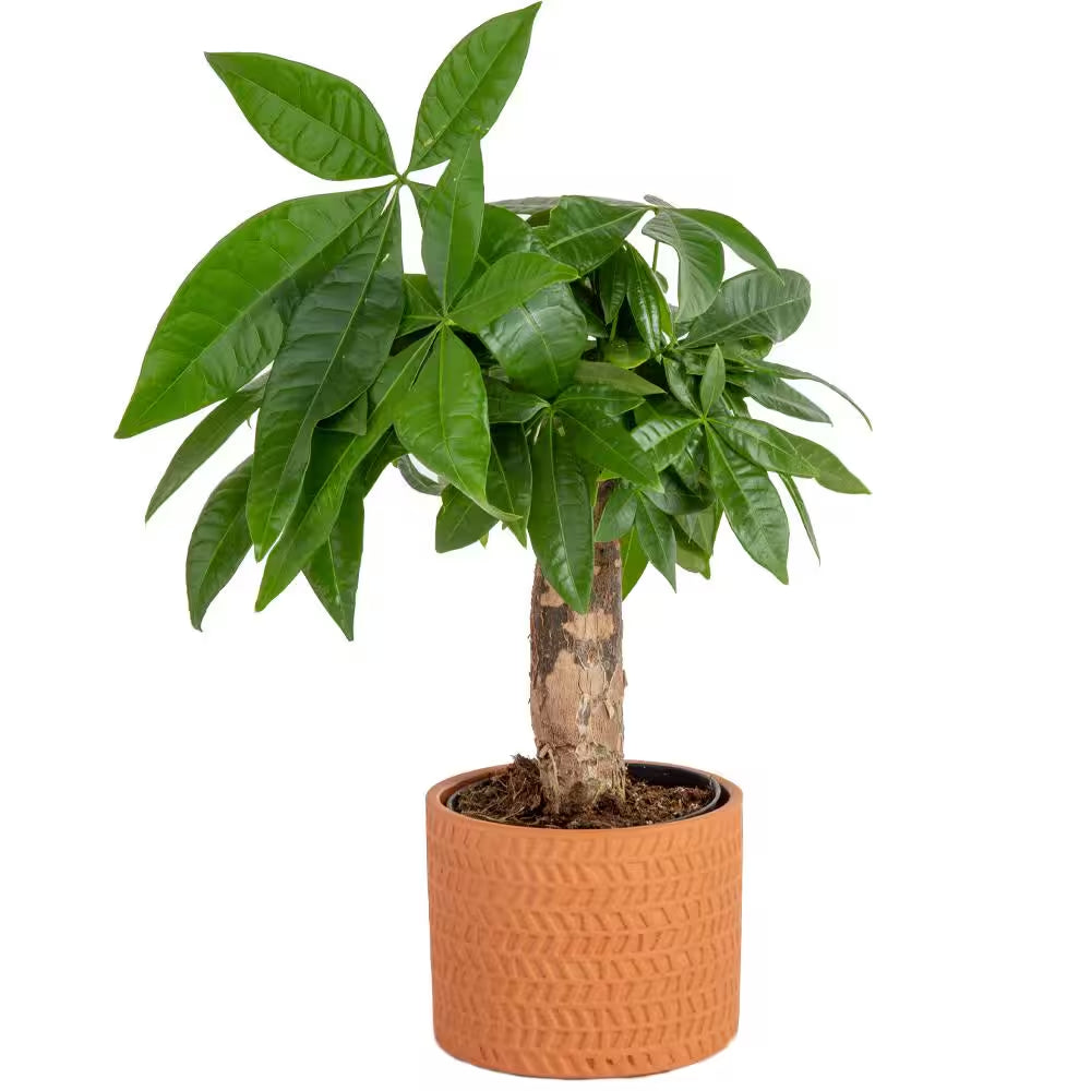Pachira Money Tree Indoor Plant in 4 In. Premium Ceramic Pot, Avg. Shipping Height 10 In. Tall