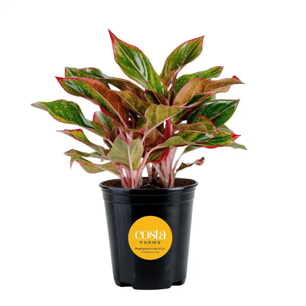 Aglaonema Creta Indoor Plant in 6 In. Grower Pot, Avg. Shipping Height 1-2 Ft. Tall