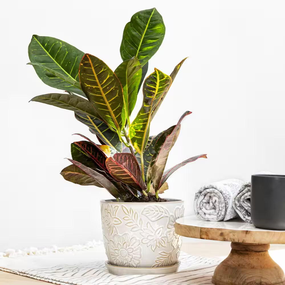 Lorelai Small White Floral Ceramic Planter with Drainage Hole and Attached Saucer (7.2 In. L X 7.2 In. W X 6.3 In. H)