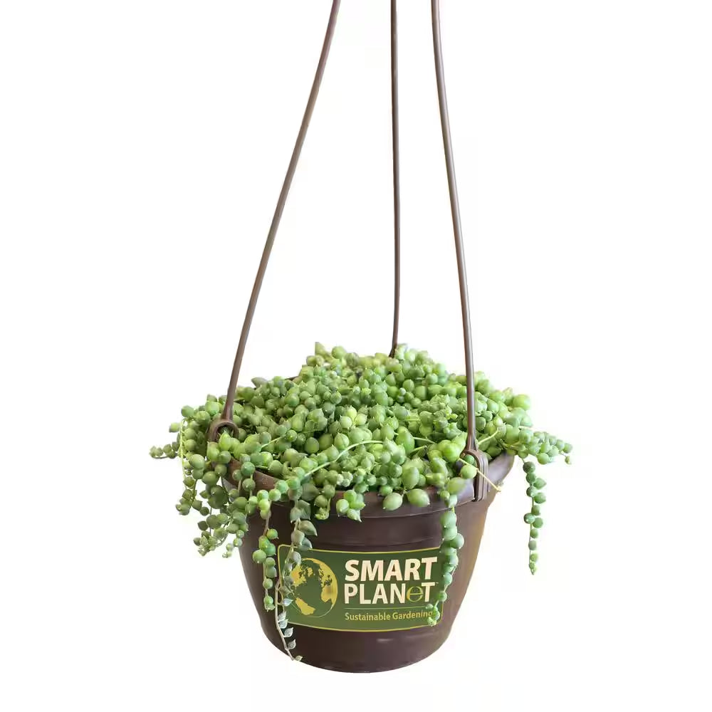 6 In. Assorted String of Pearls Hanging Basket Plant