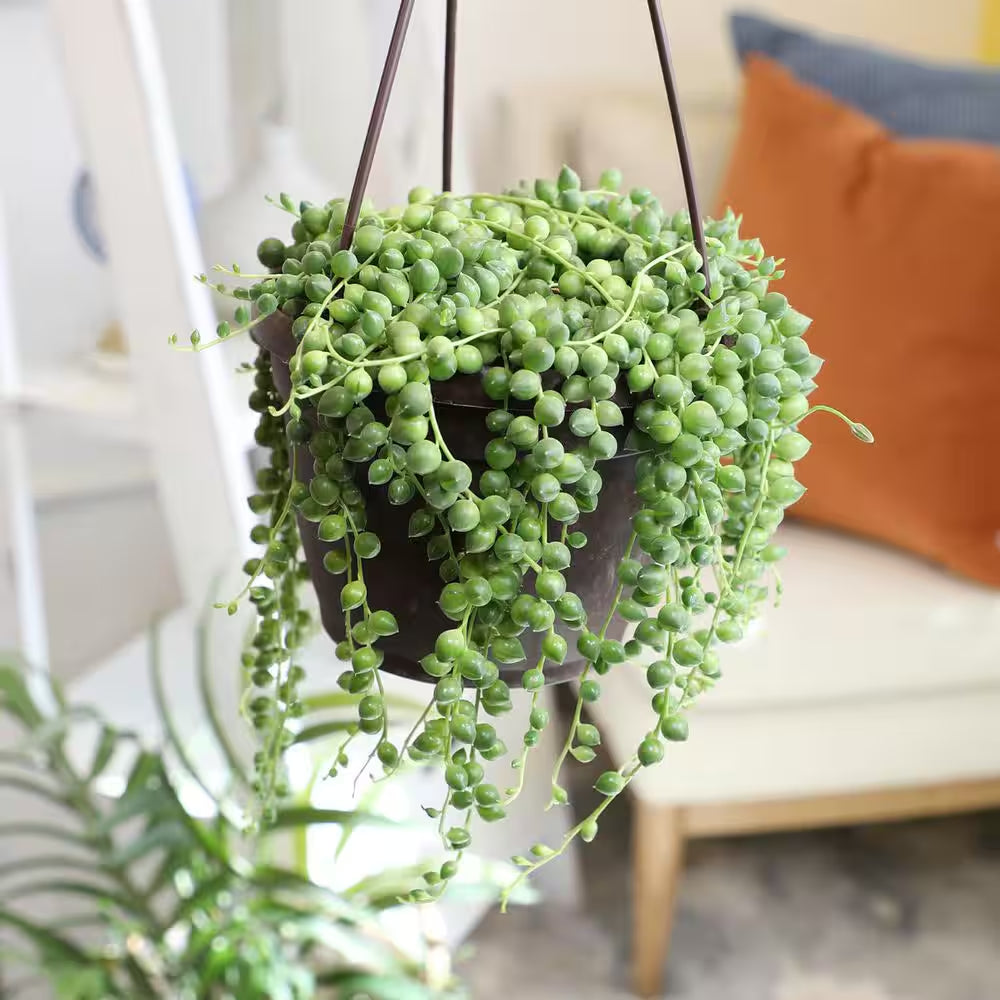 6 In. Assorted String of Pearls Hanging Basket Plant