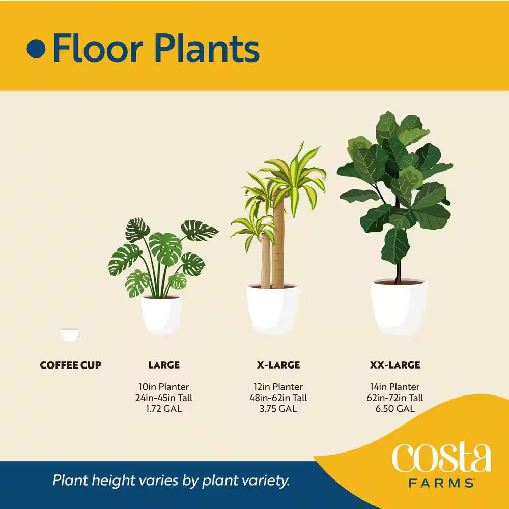 Fiddle Leaf Fig Indoor Plant in 10 In. Decor Planter, Avg. Shipping Height 2-3 Ft. Tall