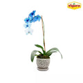 5.5 In. Dallas Small Gray Lacey Orchid Ceramic Planter (5.5 In. D X 5 In. H) with Drainage Hole and Attached Saucer