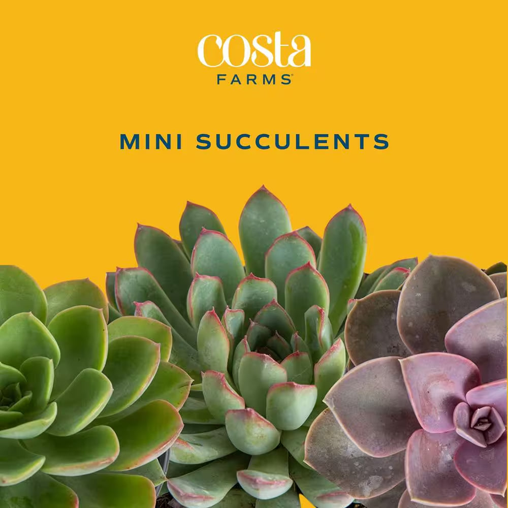 Mini Indoor Succulent Plants in 2 In. Mini Cube Ceramic Pots, Avg. Shipping Height 2 In. Tall (3-Pack)