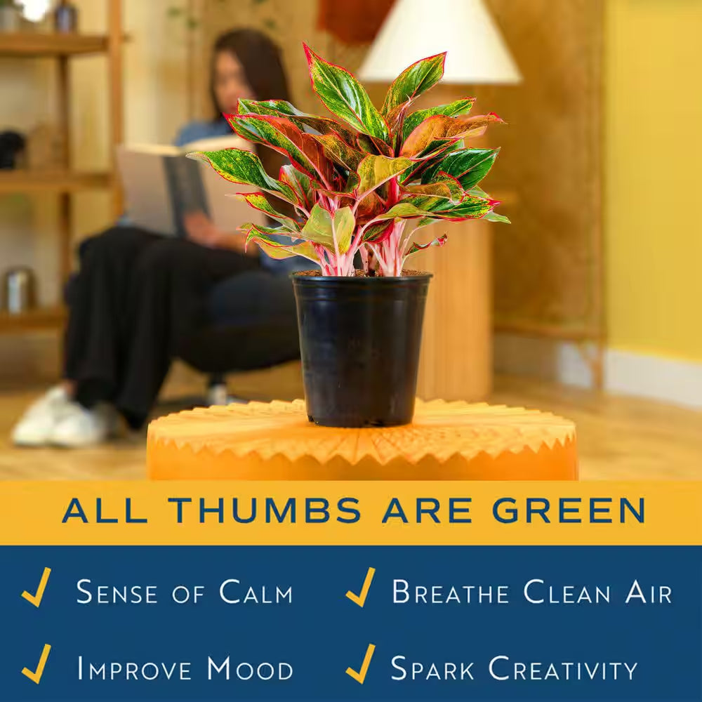 Aglaonema Creta Indoor Plant in 6 In. Grower Pot, Avg. Shipping Height 1-2 Ft. Tall