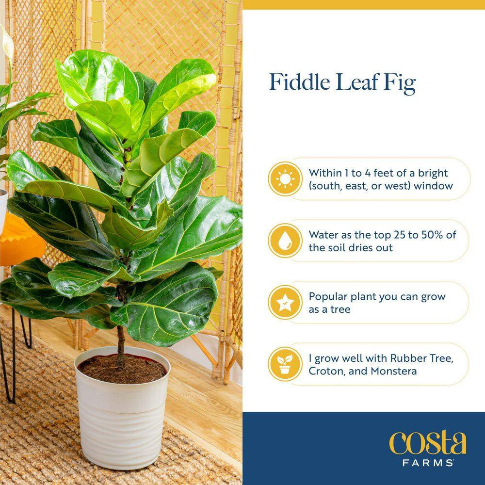 Fiddle Leaf Fig Indoor Plant in 10 In. Decor Planter, Avg. Shipping Height 2-3 Ft. Tall