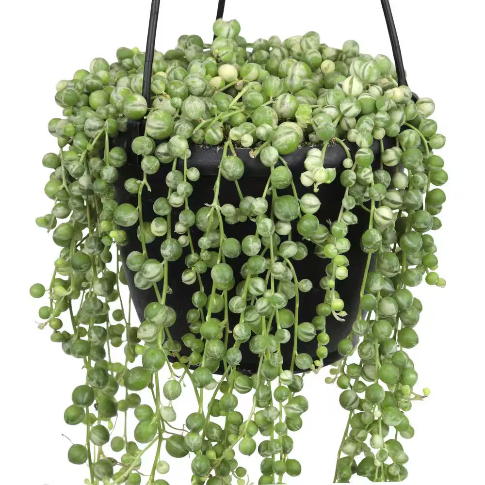 6 In. Assorted String of Pearls Hanging Basket Plant
