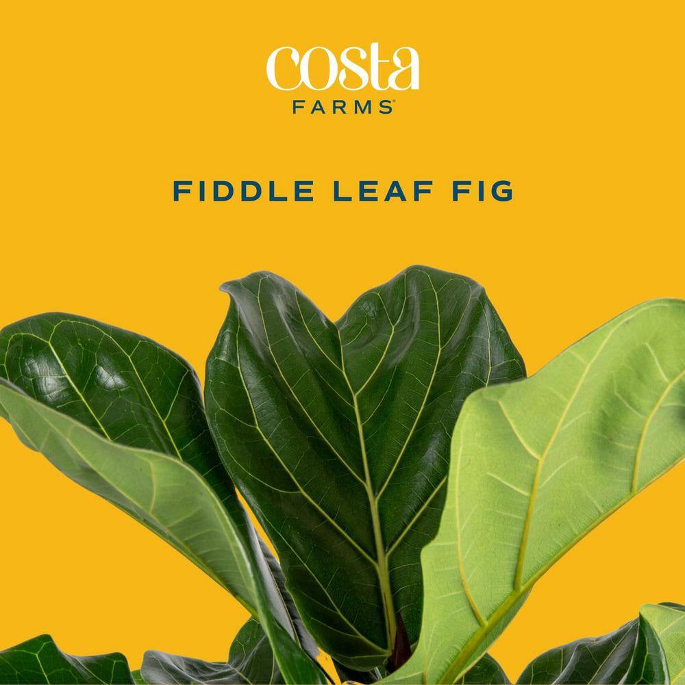 Fiddle Leaf Fig Indoor Plant in 10 In. Decor Planter, Avg. Shipping Height 2-3 Ft. Tall