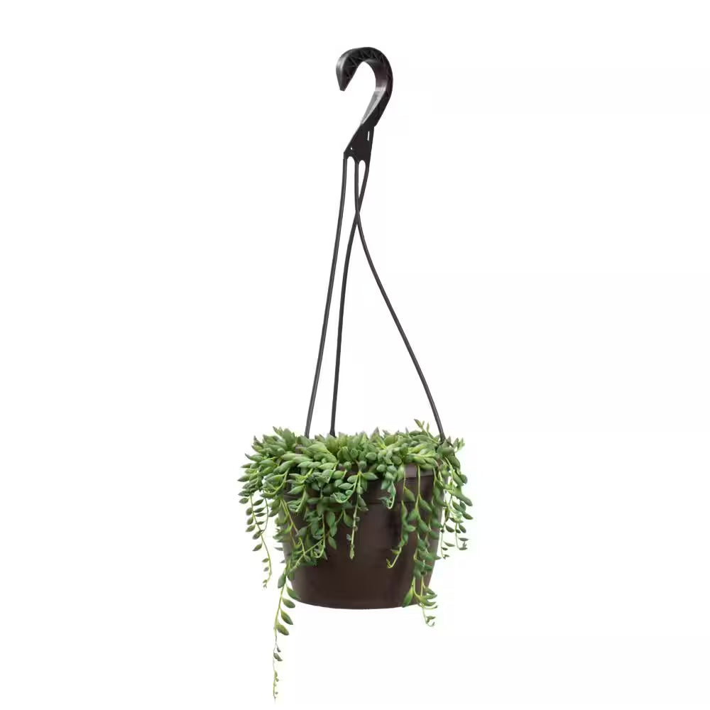 6 In. Senecio Hybrid Raindrops Hanging Basket
