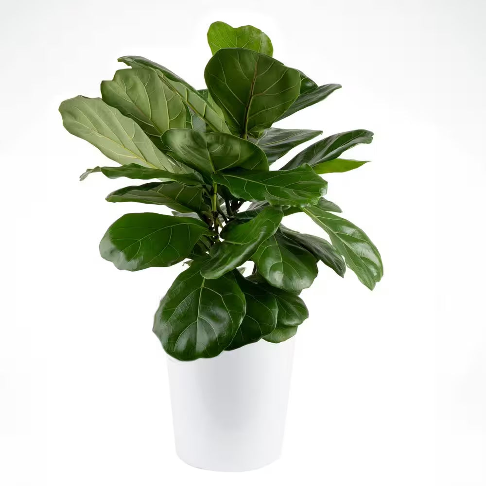 Fiddle Leaf Fig Indoor Plant in 10 In. Decor Planter, Avg. Shipping Height 2-3 Ft. Tall
