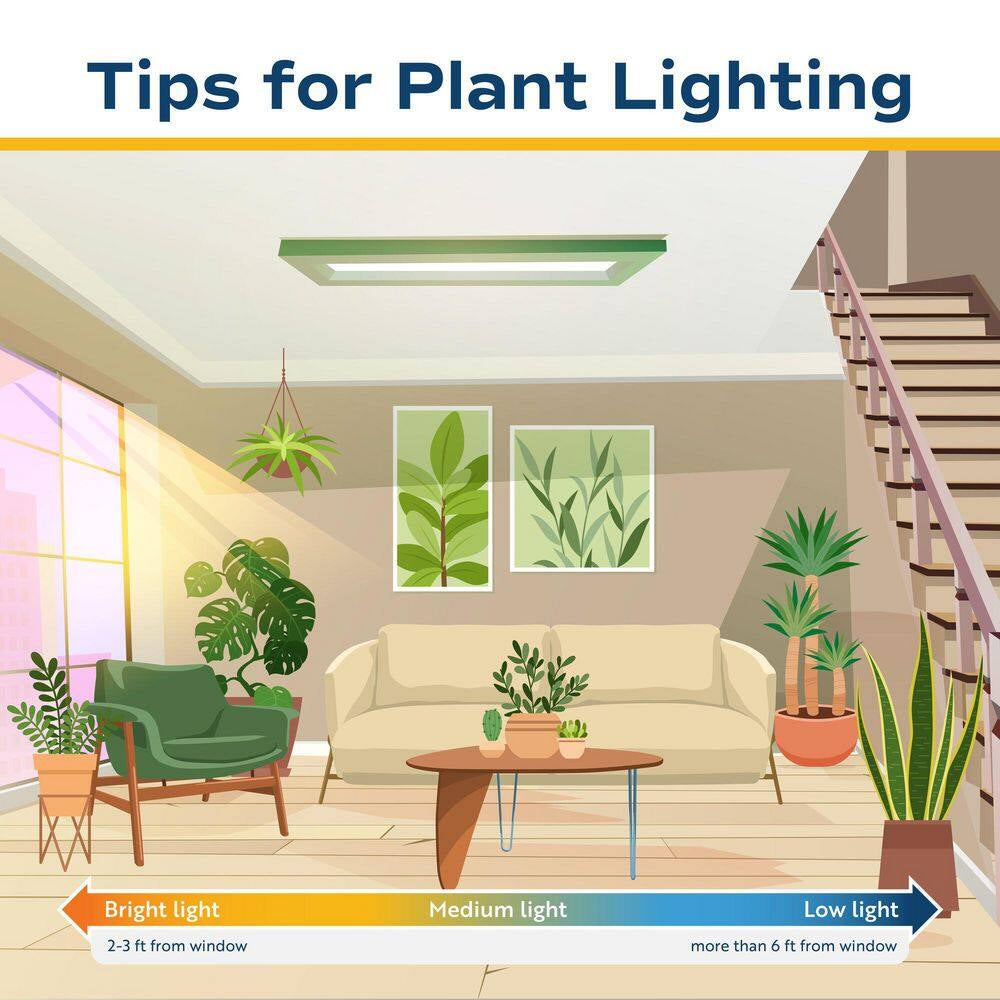 Fiddle Leaf Fig Indoor Plant in 10 In. Decor Planter, Avg. Shipping Height 2-3 Ft. Tall