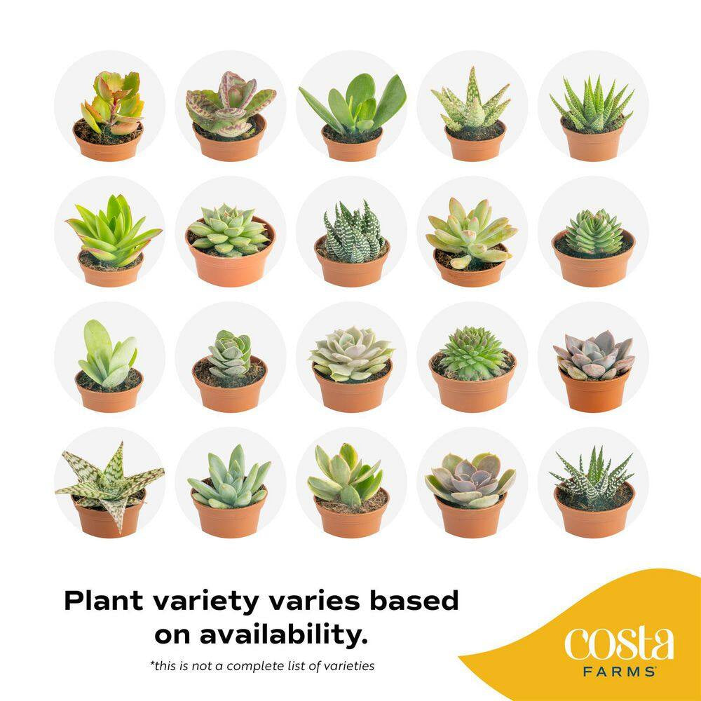 Mini Indoor Succulent Plants in 2 In. Mini Cube Ceramic Pots, Avg. Shipping Height 2 In. Tall (3-Pack)