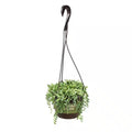 6 In. Senecio Hybrid Raindrops Hanging Basket