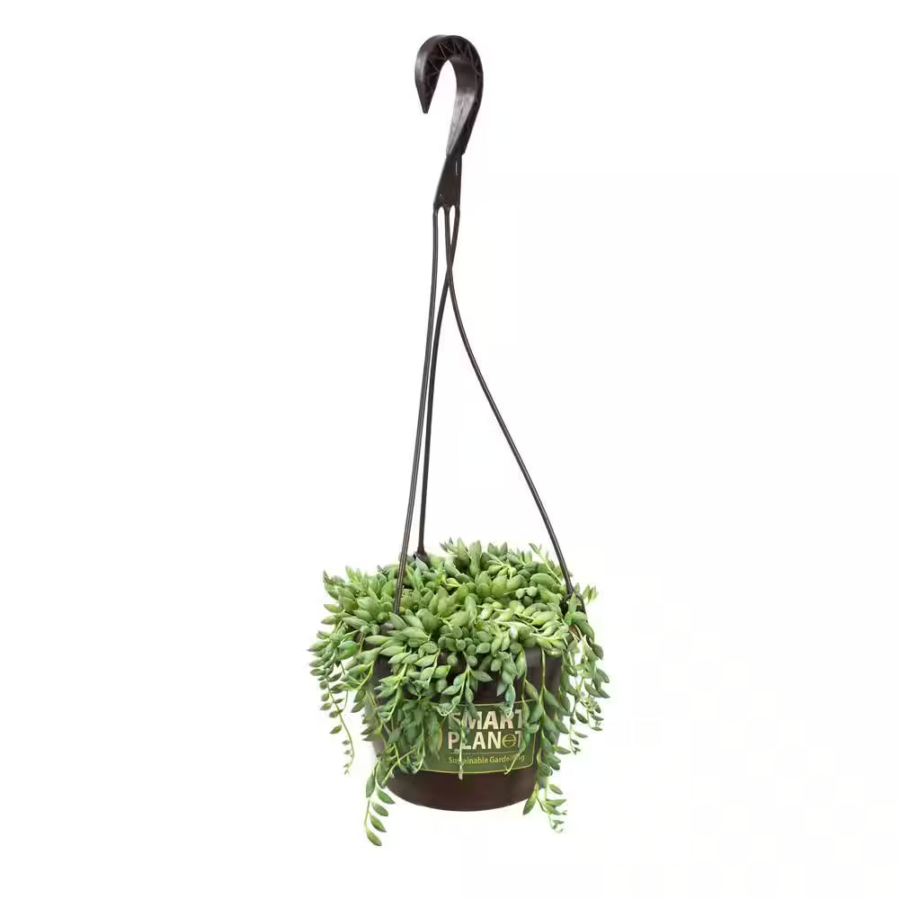 6 In. Senecio Hybrid Raindrops Hanging Basket