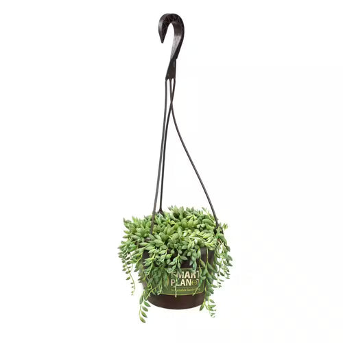 6 In. Senecio Hybrid Raindrops Hanging Basket