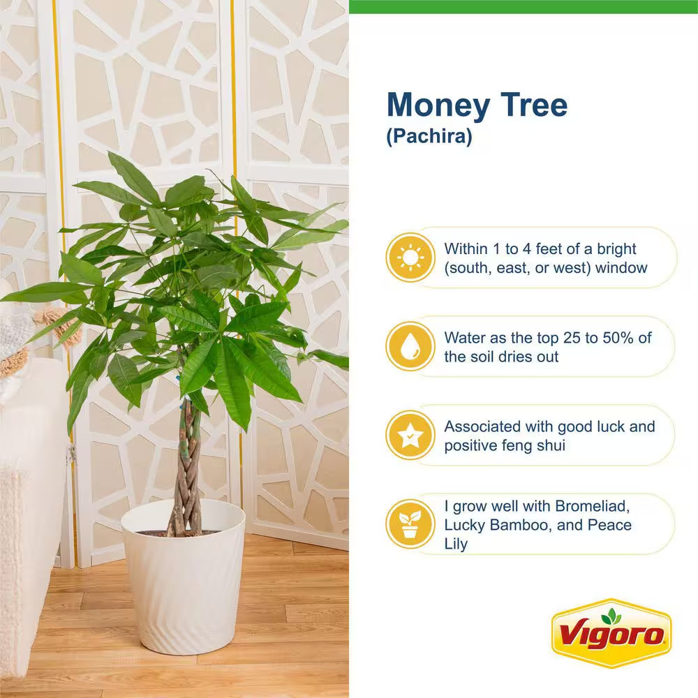 Pachira Money Tree Indoor Plant in 4 In. Premium Ceramic Pot, Avg. Shipping Height 10 In. Tall