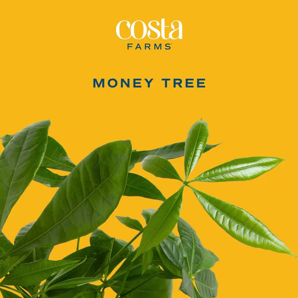 Pachira Money Tree Indoor Plant in 4 In. Premium Ceramic Pot, Avg. Shipping Height 10 In. Tall