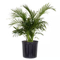 Cat Palm Chamaedorea Cataractarum Plant in 9.25 Inch Grower Pot