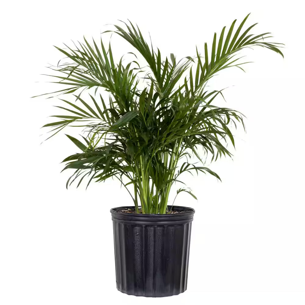 Cat Palm Chamaedorea Cataractarum Plant in 9.25 Inch Grower Pot