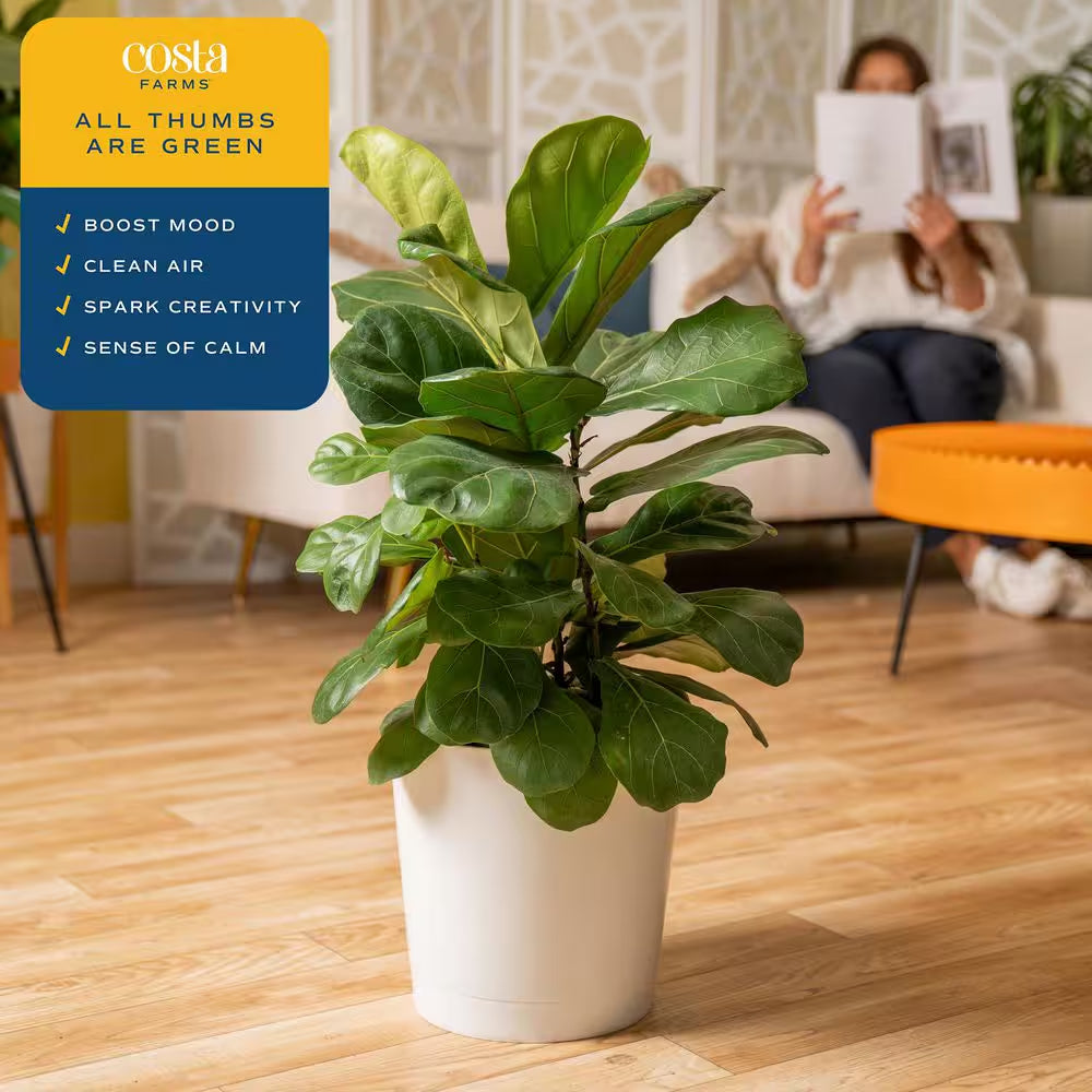 Fiddle Leaf Fig Indoor Plant in 10 In. Decor Planter, Avg. Shipping Height 2-3 Ft. Tall