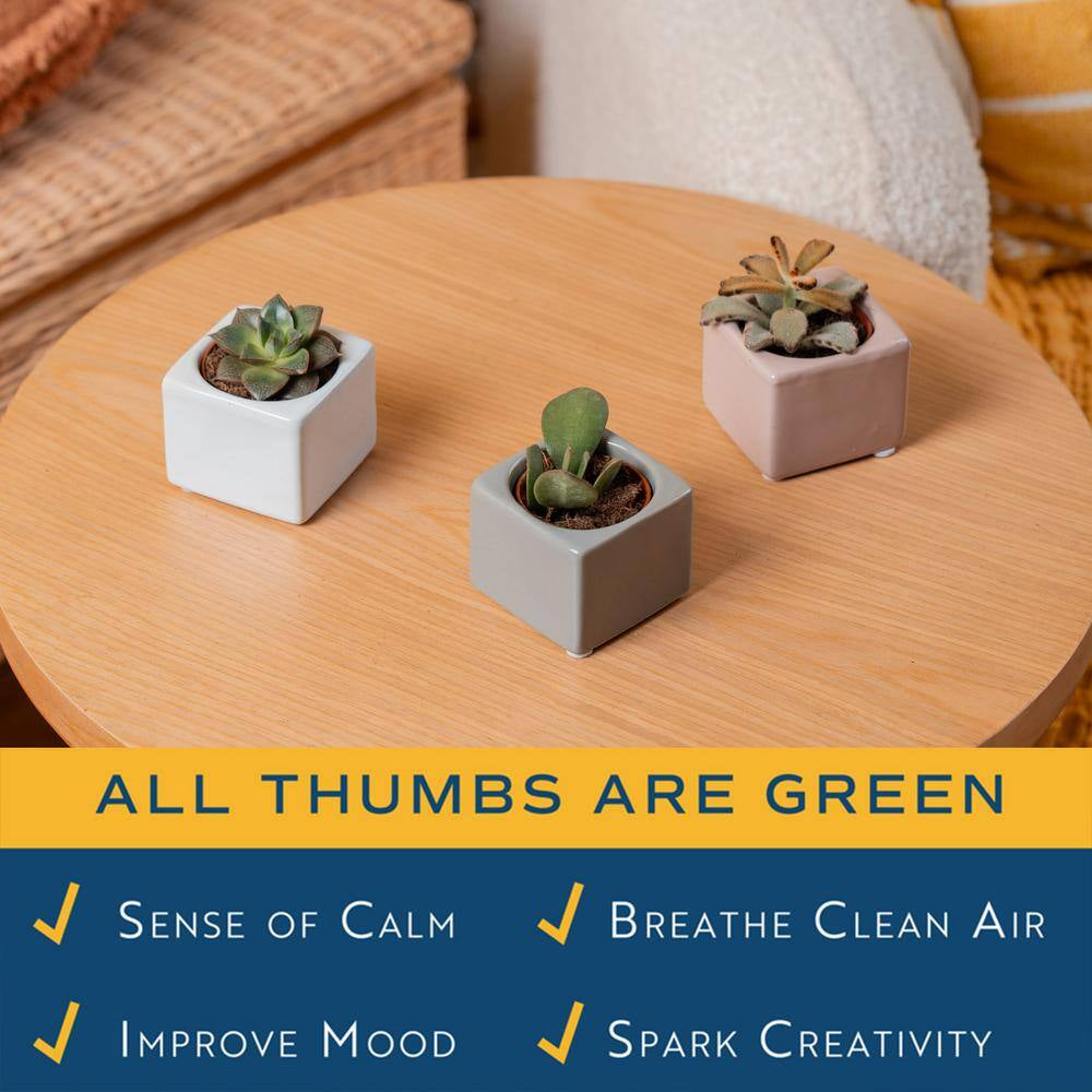Mini Indoor Succulent Plants in 2 In. Mini Cube Ceramic Pots, Avg. Shipping Height 2 In. Tall (3-Pack)