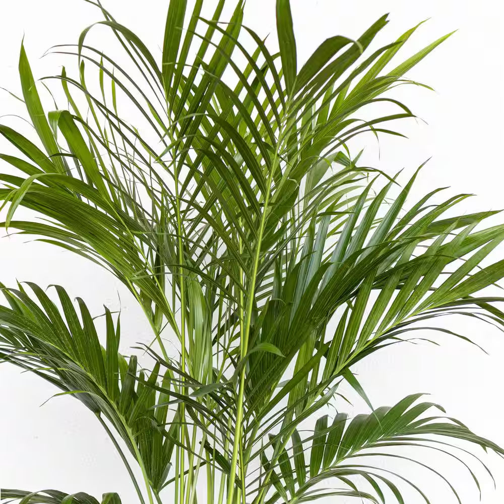 Cat Palm Chamaedorea Cataractarum Plant in 9.25 Inch Grower Pot