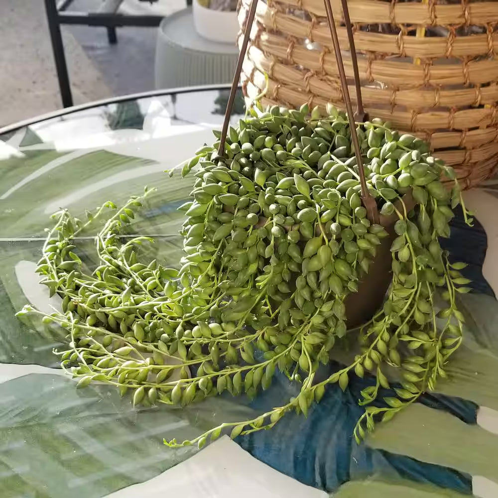 6 In. Senecio Hybrid Raindrops Hanging Basket
