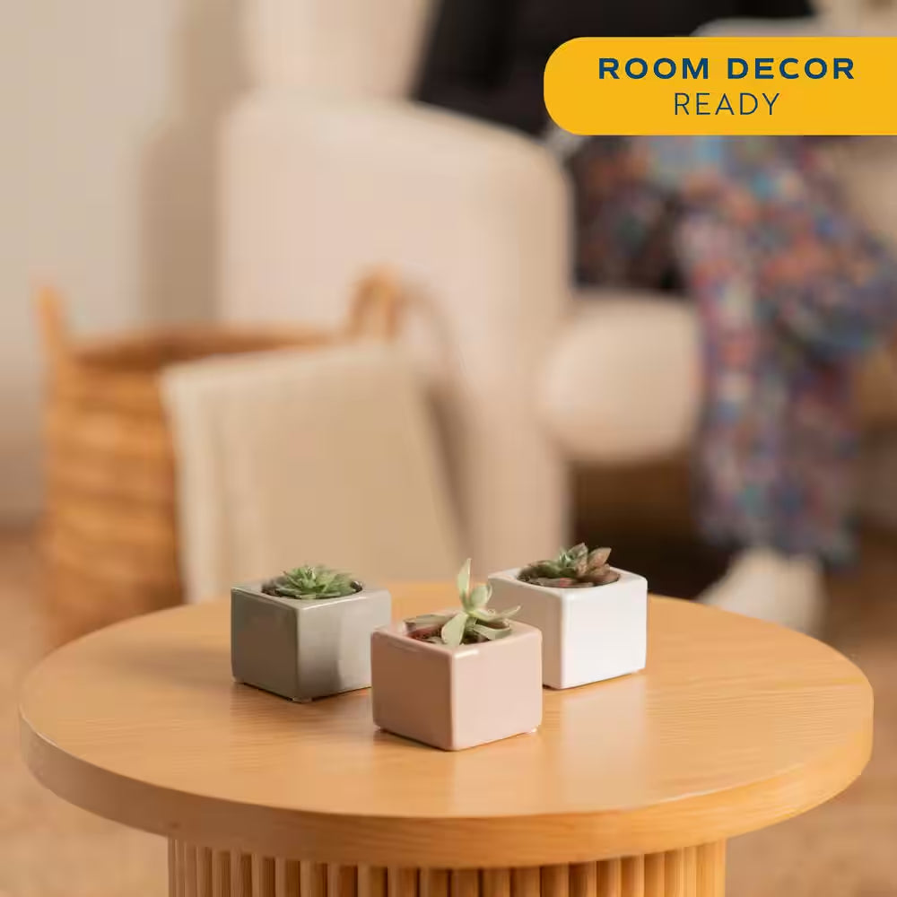Mini Indoor Succulent Plants in 2 In. Mini Cube Ceramic Pots, Avg. Shipping Height 2 In. Tall (3-Pack)