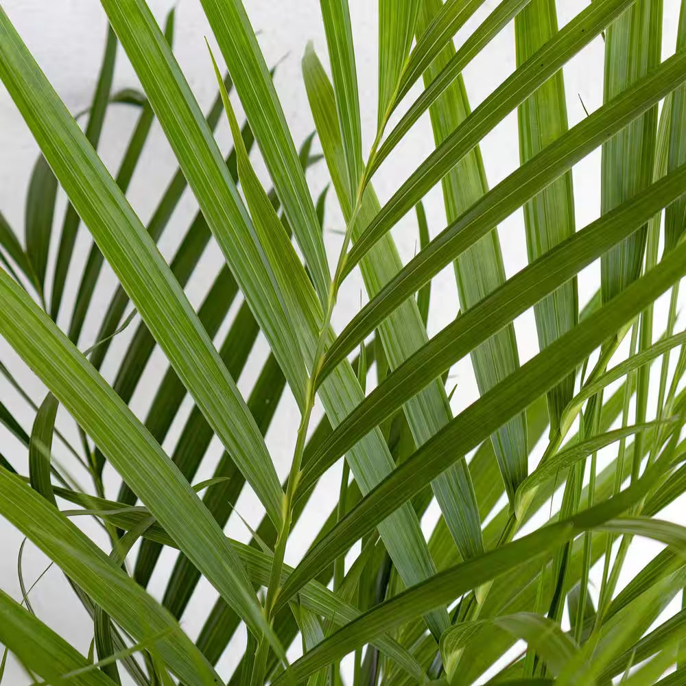 Cat Palm Chamaedorea Cataractarum Plant in 9.25 Inch Grower Pot