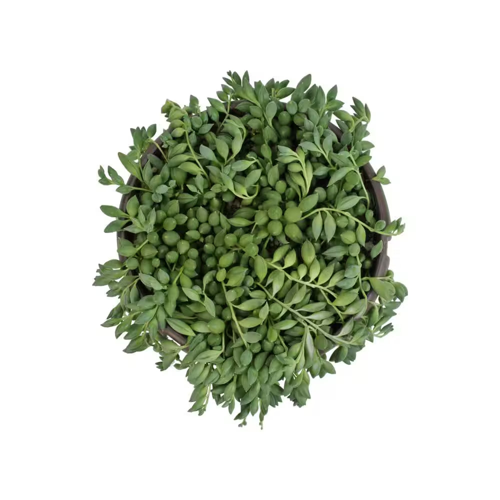 6 In. Senecio Hybrid Raindrops Hanging Basket