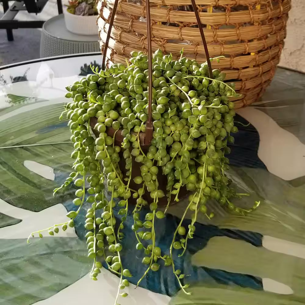 6 In. Senecio Hybrid Raindrops Hanging Basket