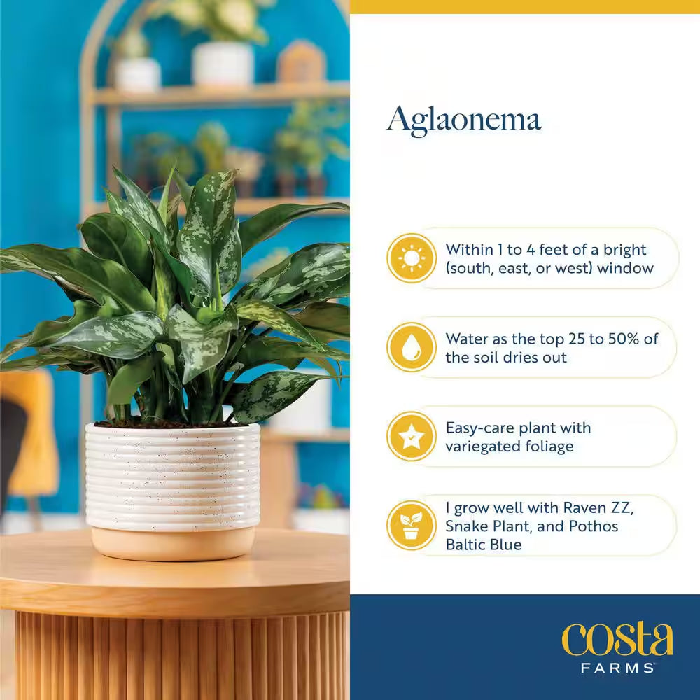 Aglaonema Creta Indoor Plant in 6 In. Grower Pot, Avg. Shipping Height 1-2 Ft. Tall