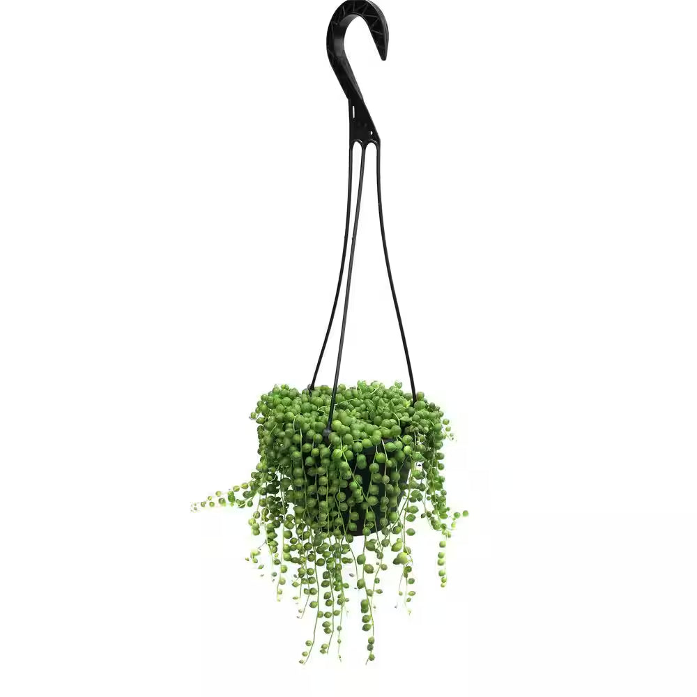 6 In. Assorted String of Pearls Hanging Basket Plant
