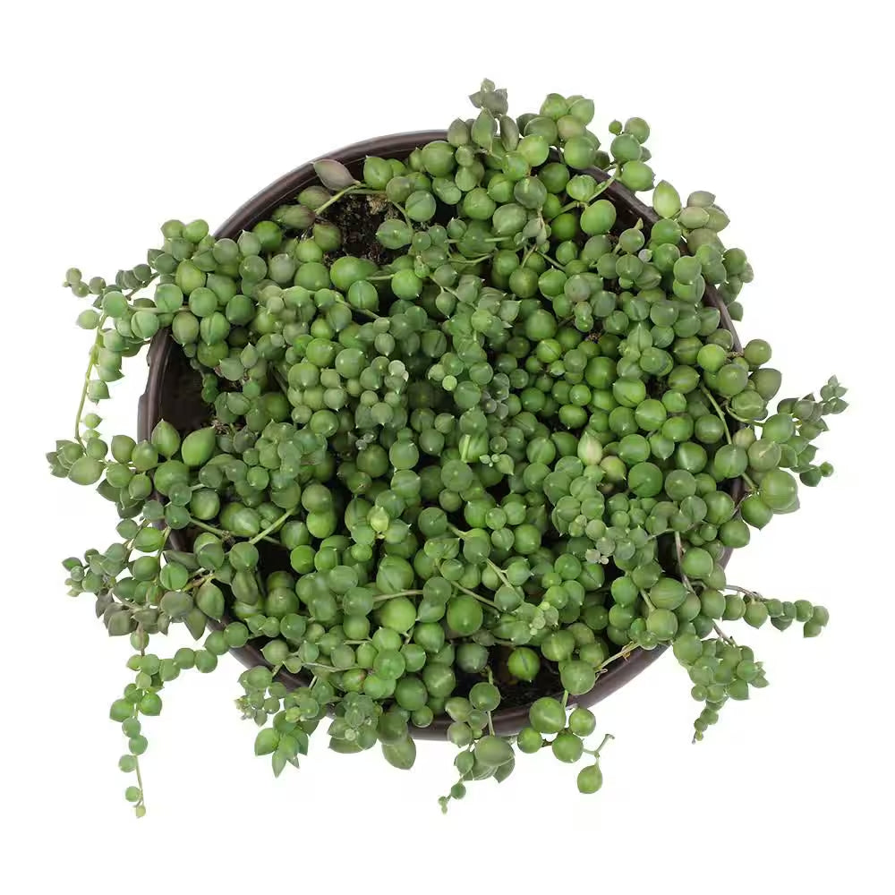 6 In. Assorted String of Pearls Hanging Basket Plant