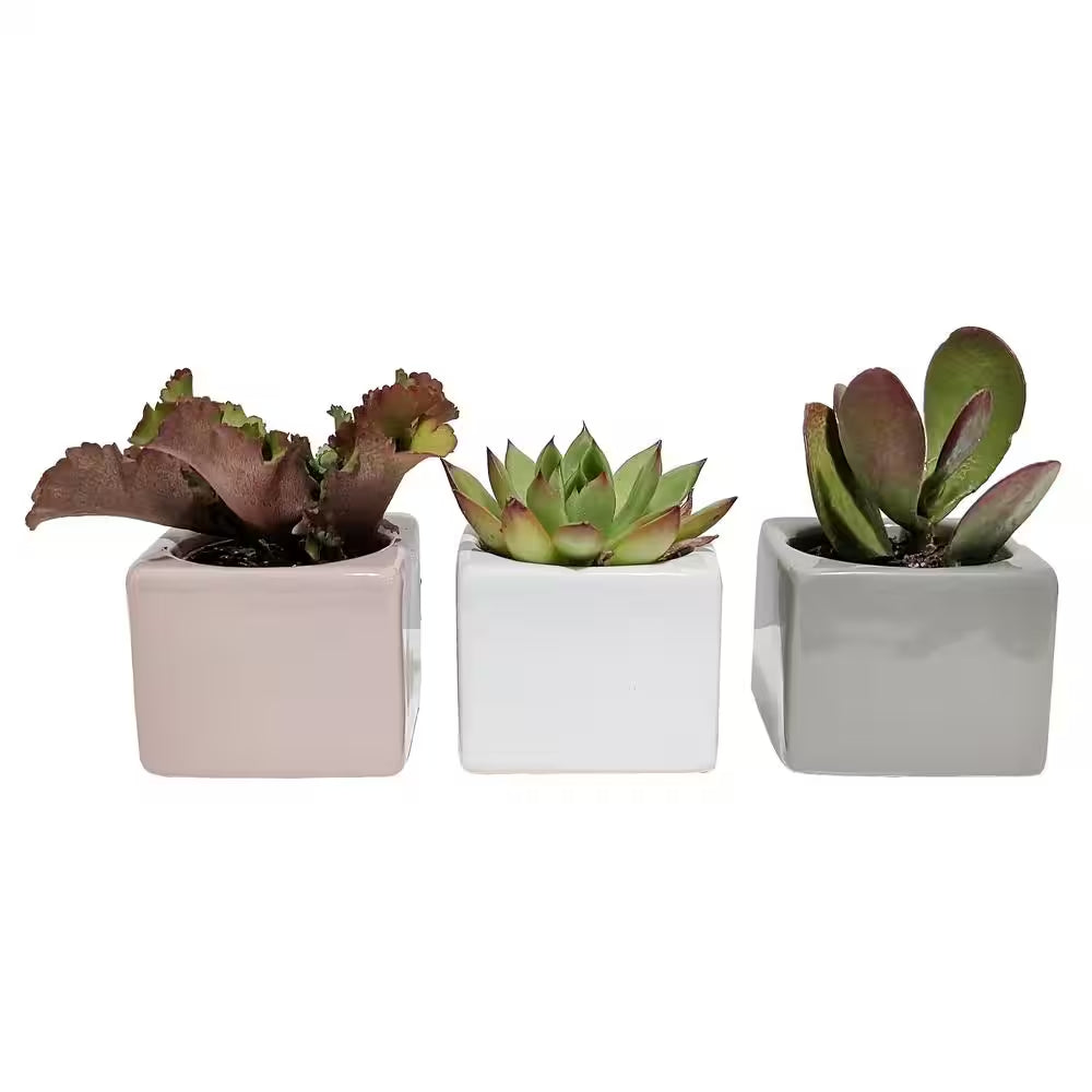 Mini Indoor Succulent Plants in 2 In. Mini Cube Ceramic Pots, Avg. Shipping Height 2 In. Tall (3-Pack)